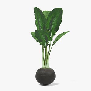 Black Radish