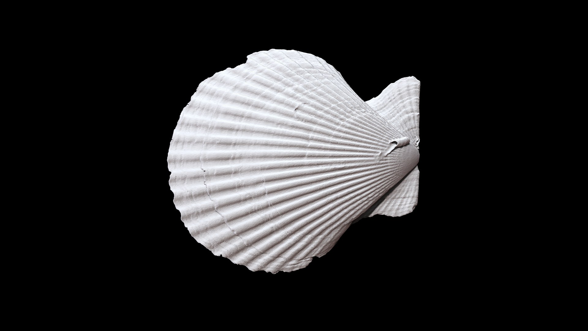 Seashell011 model https://p.turbosquid.com/ts-thumb/FR/BgLDlv/A3/3/png/1631070138/1920x1080/fit_q87/2f50f153d4b9d4535569d8fcbeba8ef9fbdf562b/3.jpg