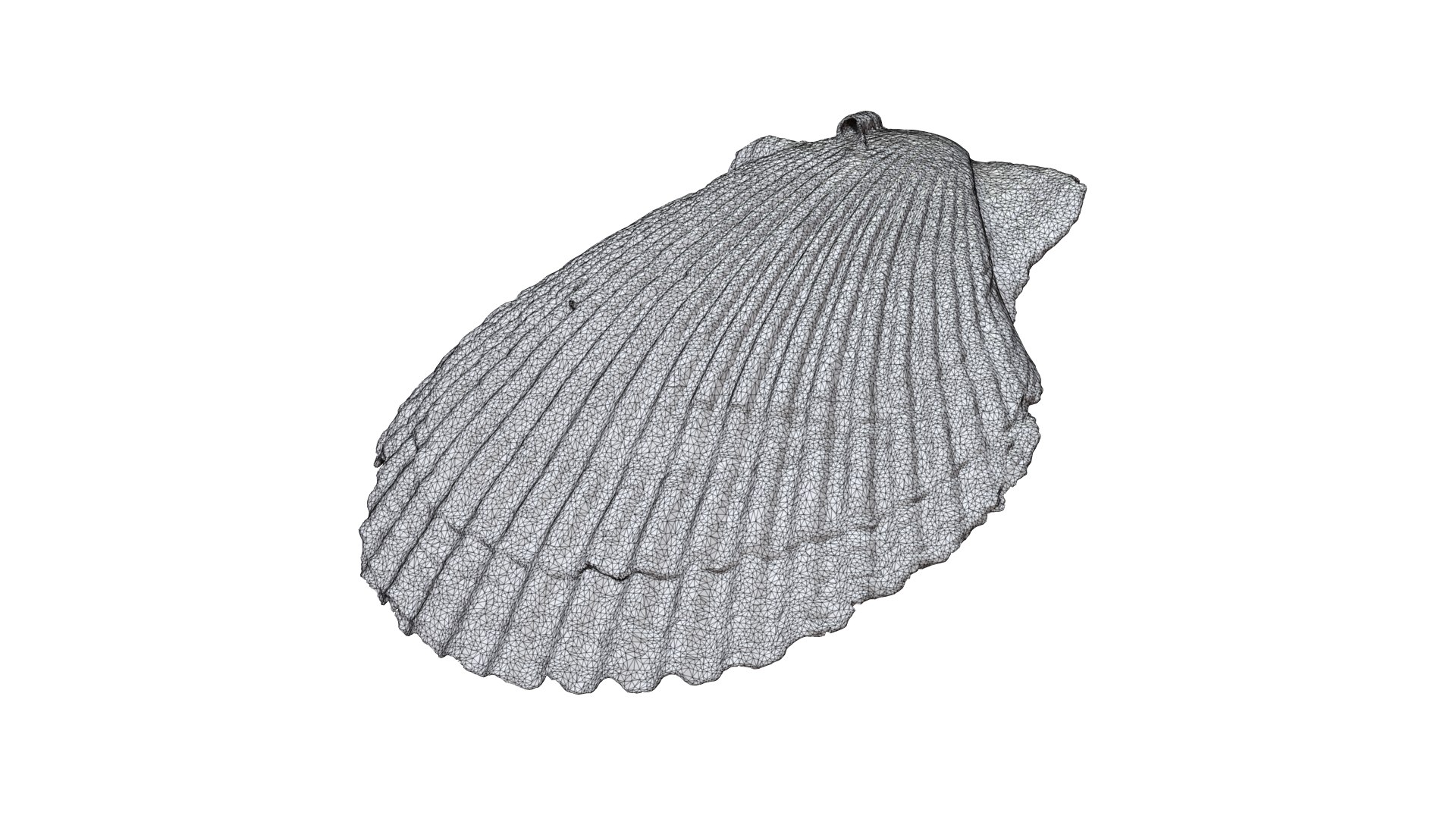 Seashell011 model https://p.turbosquid.com/ts-thumb/FR/BgLDlv/I0/6/png/1631070243/1920x1080/fit_q87/4626798d00572b905590e2cdb5f3f266aed75e4d/6.jpg