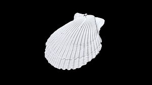 Seashell011 model