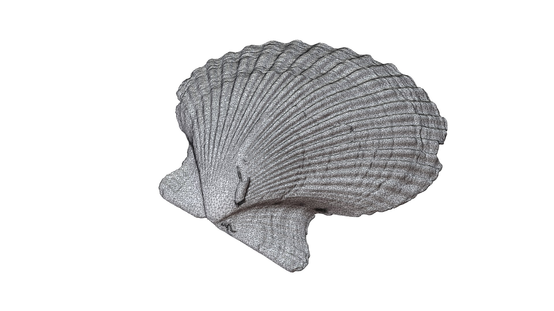 Seashell011 model https://p.turbosquid.com/ts-thumb/FR/BgLDlv/Zc/7/png/1631070243/1920x1080/fit_q87/7db4b755d28051152fe2f4d46a6db0cd838df242/7.jpg