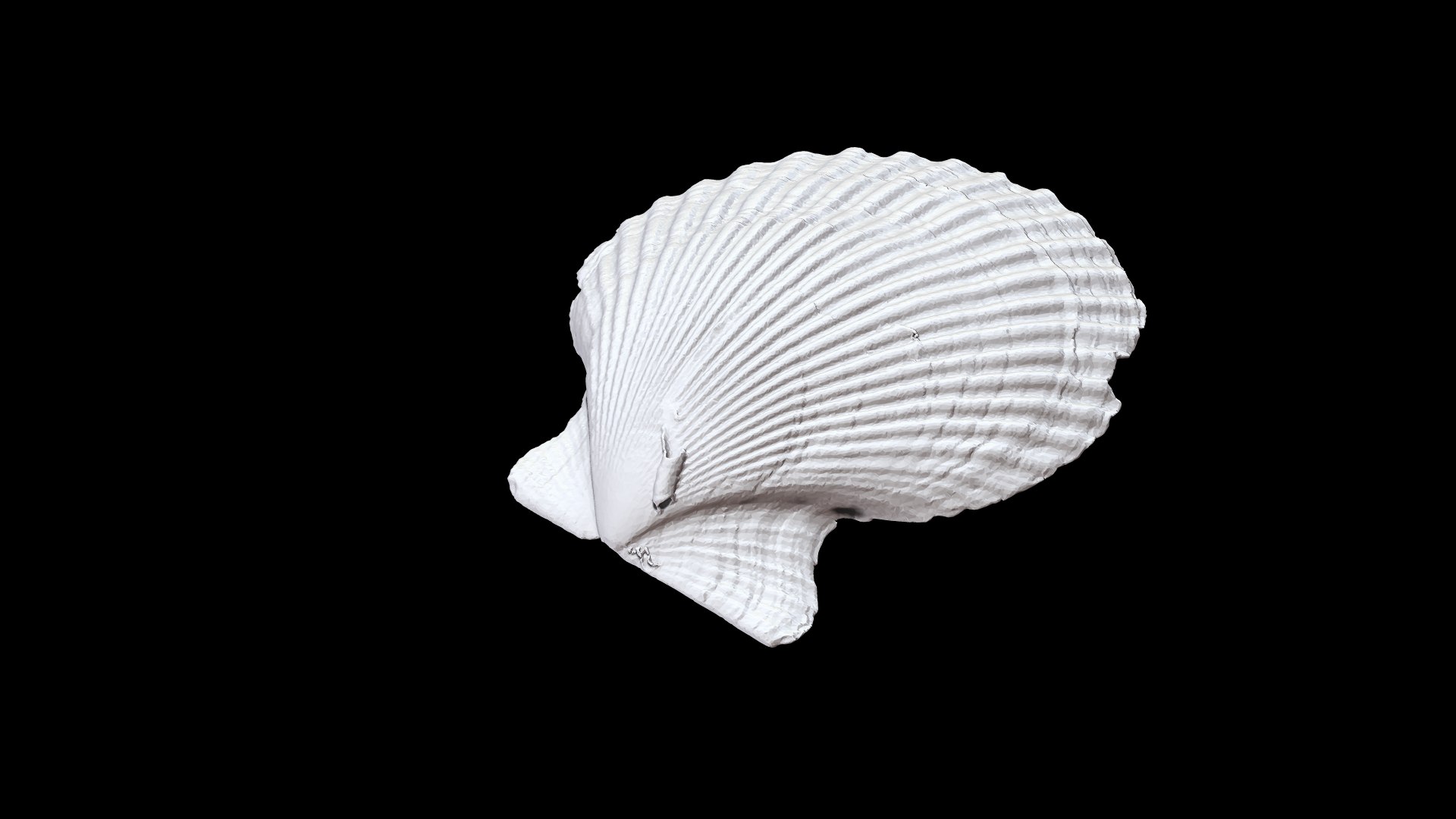 Seashell011 model https://p.turbosquid.com/ts-thumb/FR/BgLDlv/eF/2/png/1631070138/1920x1080/fit_q87/97f3985bcd0fbc2f524661071470985a3d65e678/2.jpg