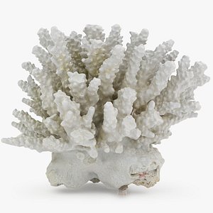 White Coral Piece 03 3D model
