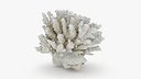 White Coral Piece 03