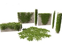 Hedera canariensis - Canarian ivy