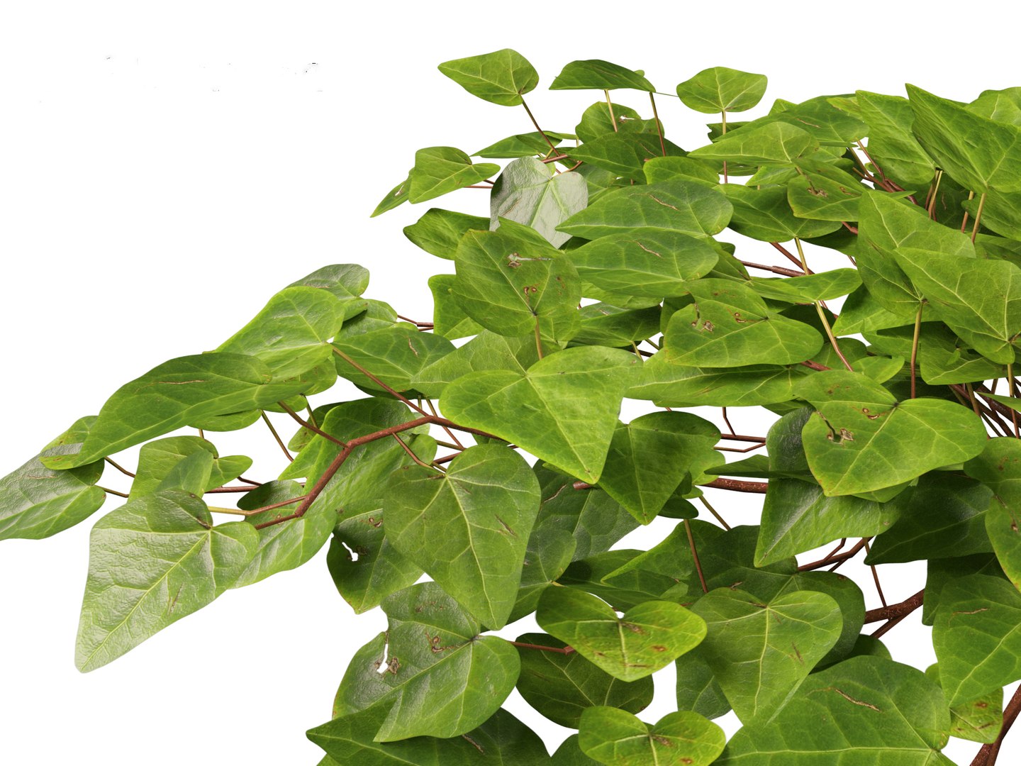 3D model Hedera canariensis - Canarian ivy https://p.turbosquid.com/ts-thumb/FR/Qozd1Y/5B/hederacanariensis0113/jpg/1706679924/1920x1080/fit_q87/1947b53861e4f5afc1d90f15feb057397ed2dd5d/hederacanariensis0113.jpg
