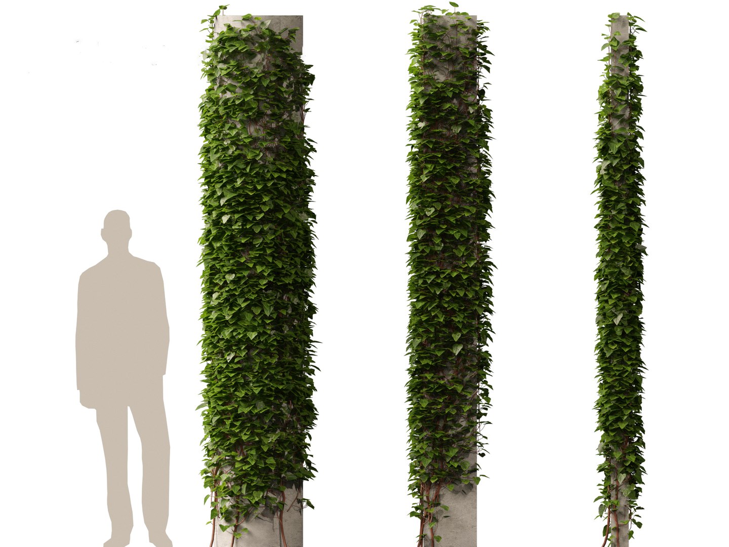 3D model Hedera canariensis - Canarian ivy https://p.turbosquid.com/ts-thumb/FR/Qozd1Y/B8/hederacanariensis017/jpg/1706679918/1920x1080/fit_q87/d975e16296931fd30d4b088fcc3ceb5245171a69/hederacanariensis017.jpg