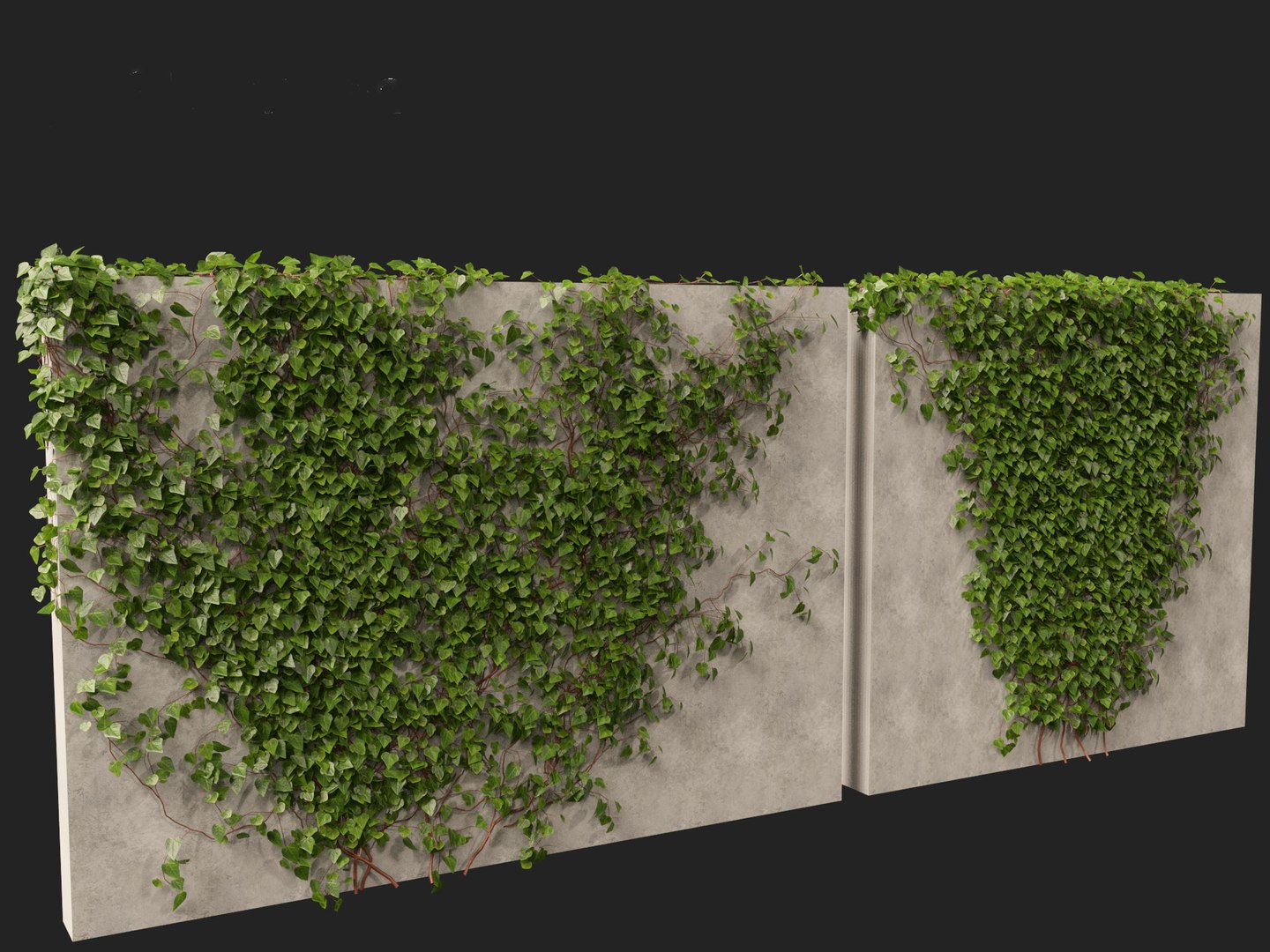 3D model Hedera canariensis - Canarian ivy https://p.turbosquid.com/ts-thumb/FR/Qozd1Y/JQ/hederacanariensis016/jpg/1706679918/1920x1080/fit_q87/5e2d00f153da5835728427e159931943f28040d8/hederacanariensis016.jpg