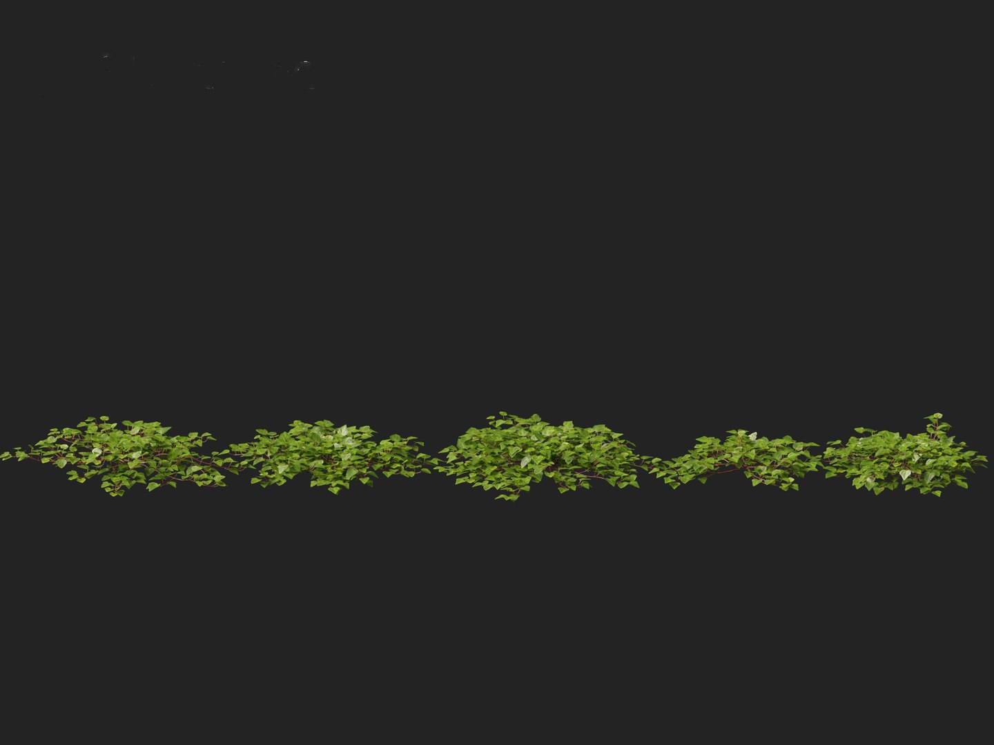 3D model Hedera canariensis - Canarian ivy https://p.turbosquid.com/ts-thumb/FR/Qozd1Y/Ov/hederacanariensis0110/jpg/1706679920/1920x1080/fit_q87/39ef5479e014633f44d03699f8cd5dde552ee441/hederacanariensis0110.jpg