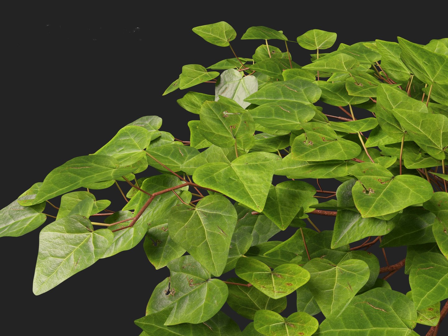 3D model Hedera canariensis - Canarian ivy https://p.turbosquid.com/ts-thumb/FR/Qozd1Y/gf/hederacanariensis0114/jpg/1706679926/1920x1080/fit_q87/bb8ca618ad8d545586790fa33f59ff1c43d7fb55/hederacanariensis0114.jpg