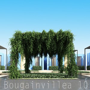 Bougainvillea 10