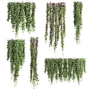 ivy plants