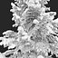 3D Winter Abies guatemalensis model