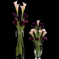 CALLA LILY PURPLE