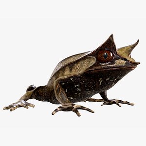 Malayan Leaf frog