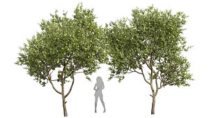 New Plant High detail Citrus Meyer Lemon 3D model