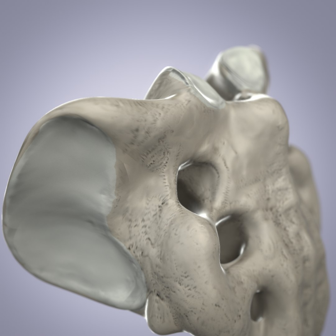 3d Sacrum Bone Model