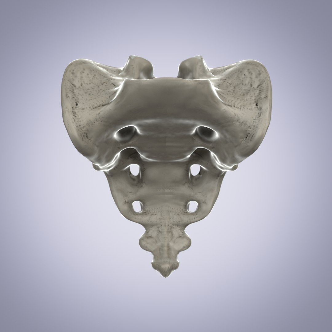 3d Sacrum Bone Model 3875