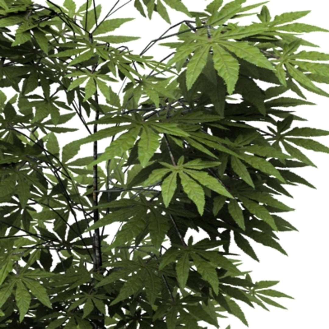 Green Maple 3d Model