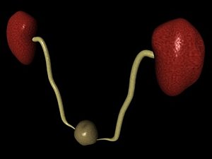 3ds kidneys urethra bladder