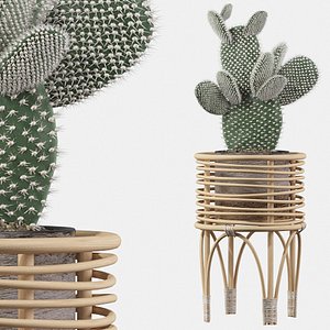 opuntia microdasys 3D model