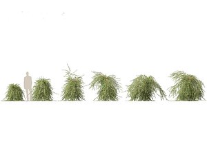 Salix purpurea - The purple willow 03 3D