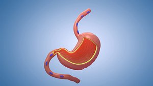 Stomach cross sectional anatomy Human Section