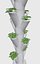 vertical plant
