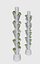 vertical plant
