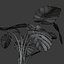 Planta Monstera