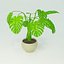 Planta Monstera