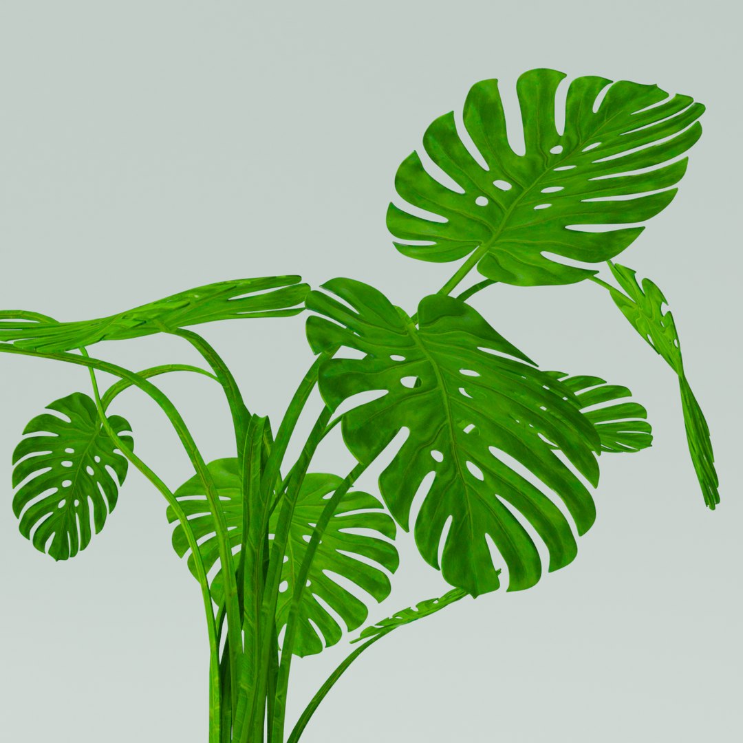 3D model monstera plant pot https://p.turbosquid.com/ts-thumb/FS/pMI14O/Pe0jx8cU/05/png/1588850663/1920x1080/fit_q87/86782f2f92fac126a30779b0542780d1f62d6f4b/05.jpg