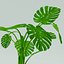 Planta Monstera