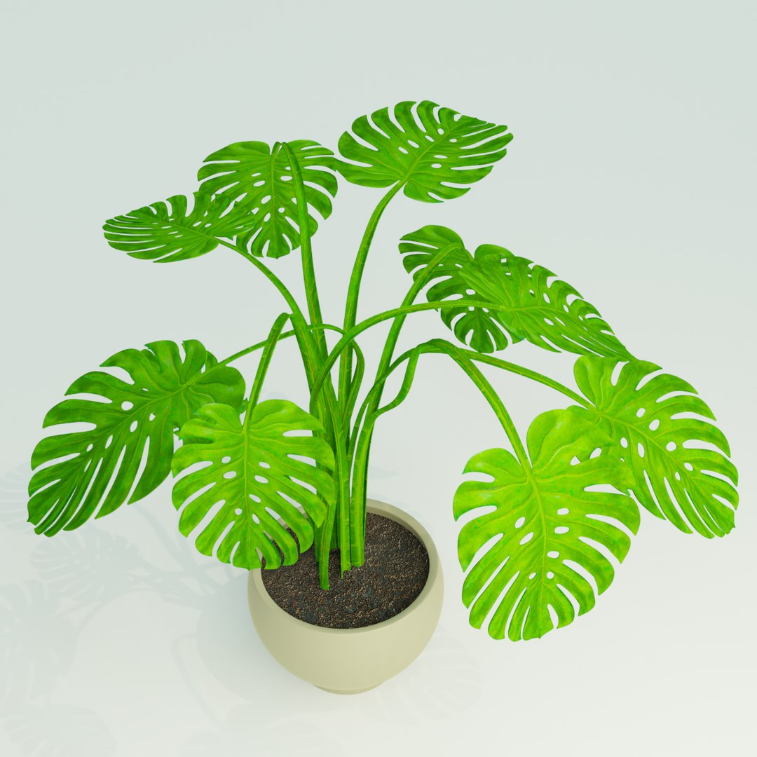 3D model monstera plant pot https://p.turbosquid.com/ts-thumb/FS/pMI14O/TbciVrnF/03/png/1588850663/1920x1080/fit_q87/35e86608e6c5aa0dedbe4072101b01a5f5b0e370/03.jpg