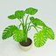 Planta Monstera