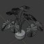 Planta Monstera