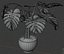 Planta Monstera