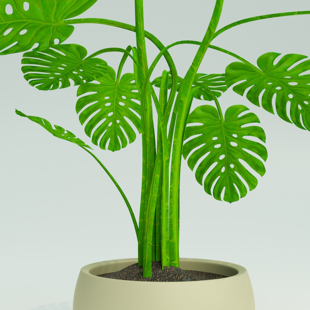 3D model monstera plant pot https://p.turbosquid.com/ts-thumb/FS/pMI14O/wmNrhJCm/04/png/1588850663/1920x1080/fit_q87/8ef76c36d6fb82bec15af0b5d666f03364aa4945/04.jpg