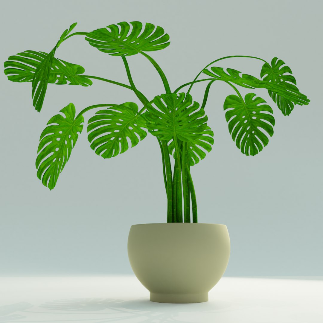 3D model monstera plant pot https://p.turbosquid.com/ts-thumb/FS/pMI14O/x2gYSdnB/02/png/1588850663/1920x1080/fit_q87/cb00aaa9064c4ca24061f7b460f51f6b6b76a7b3/02.jpg