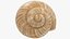 3D Snail Shell V1 model