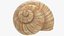 3D Snail Shell V1 model