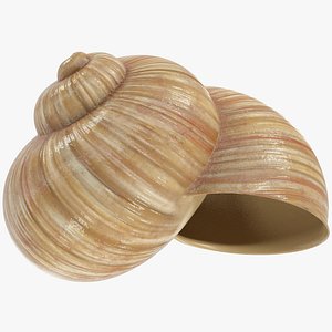 Snail Shell V1