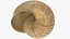 3D Snail Shell V1 model