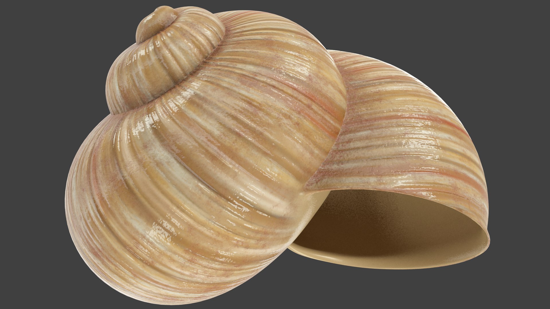 3D Snail Shell V1 model https://p.turbosquid.com/ts-thumb/FS/qGh3bz/lS/ss1_002/png/1664917234/1920x1080/fit_q87/28798f7b695281007f49d6e310c77758927fdf5c/ss1_002.jpg