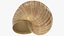 3D Snail Shell V1 model