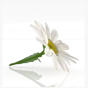 chamomile daisy flower model