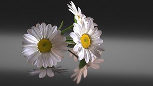 chamomile daisy flower model