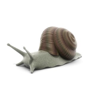 snail