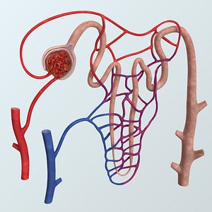 3d model human blood vessels anatomy