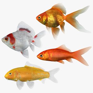 Goldfish Collection 2